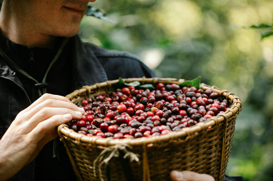 Como Identificar as Notas de Sabor no Café: Um Guia para Amantes da Bebida